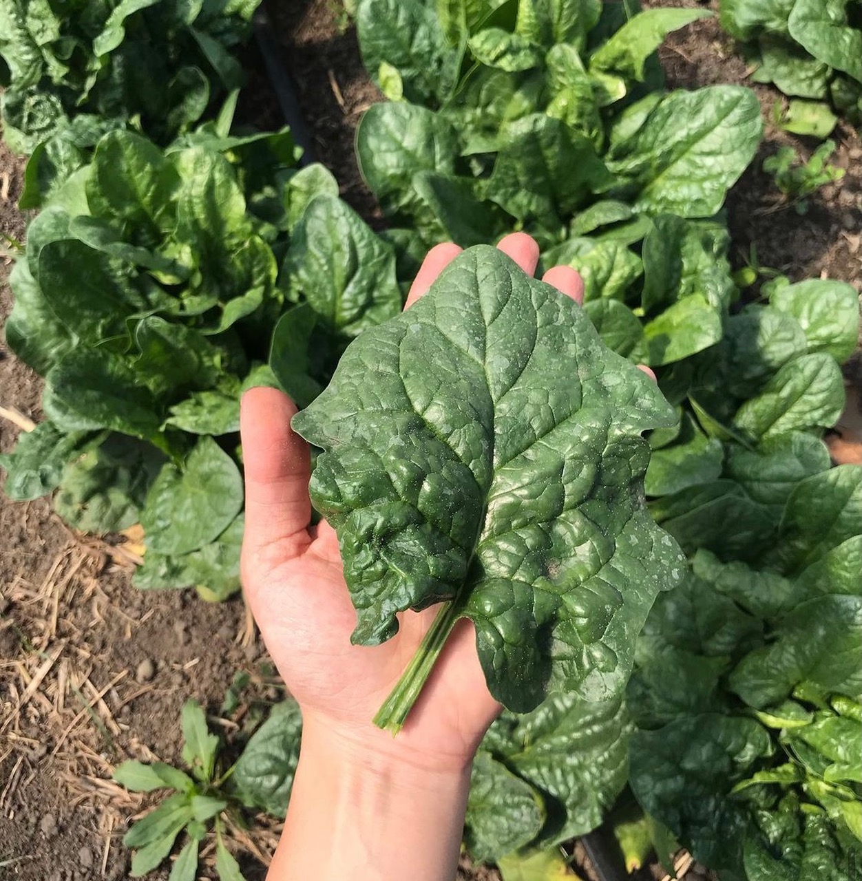 A white hand open and outstretched holds a leaf of spinach above spinach plants. Photo from Humbleweed Farm's Instagram page.
