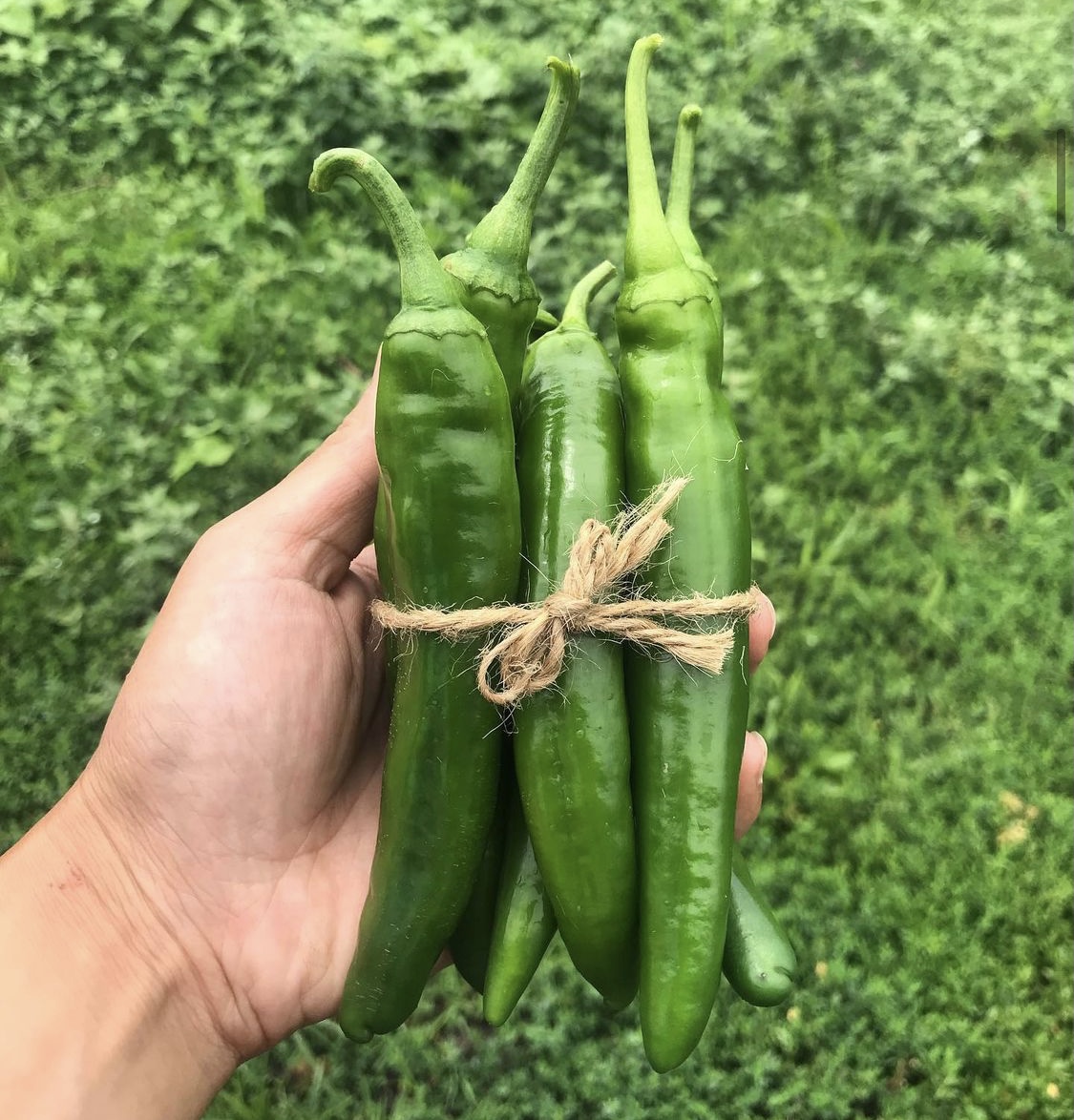 Several firm green long peppers are bundled with a twine string tied in a bow. Photo from Humbleweed Farm's Instagram page.
