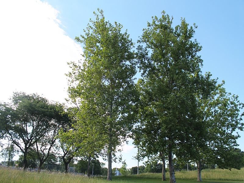 trees in bloom in Prairie Park 