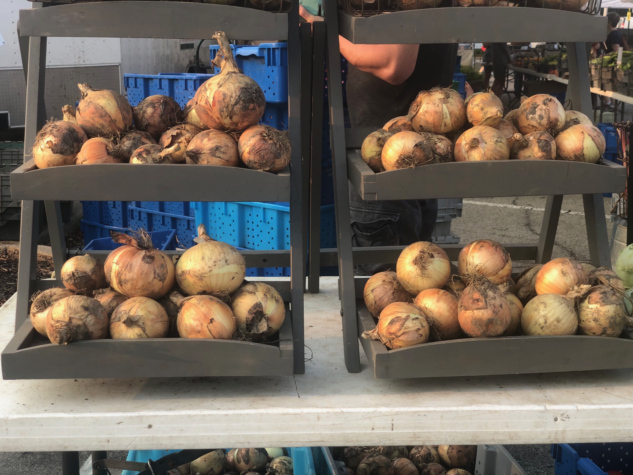 On a white folding table, there are two tiered gray shelves holding onions for sale at the farmers' market. Photo by Alyssa Buckley.