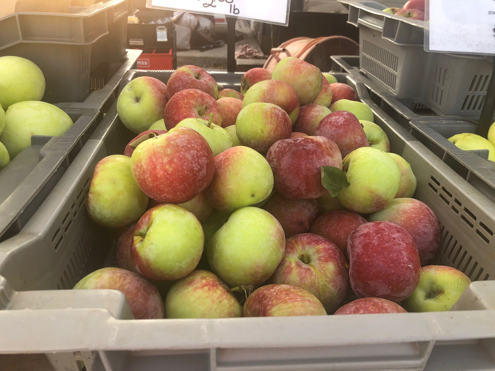 In a rectangular gray container, red apples with a little bit of yellow color are piled up waiting to be sold at the farmers' market. Photo by Alyssa Buckley.
