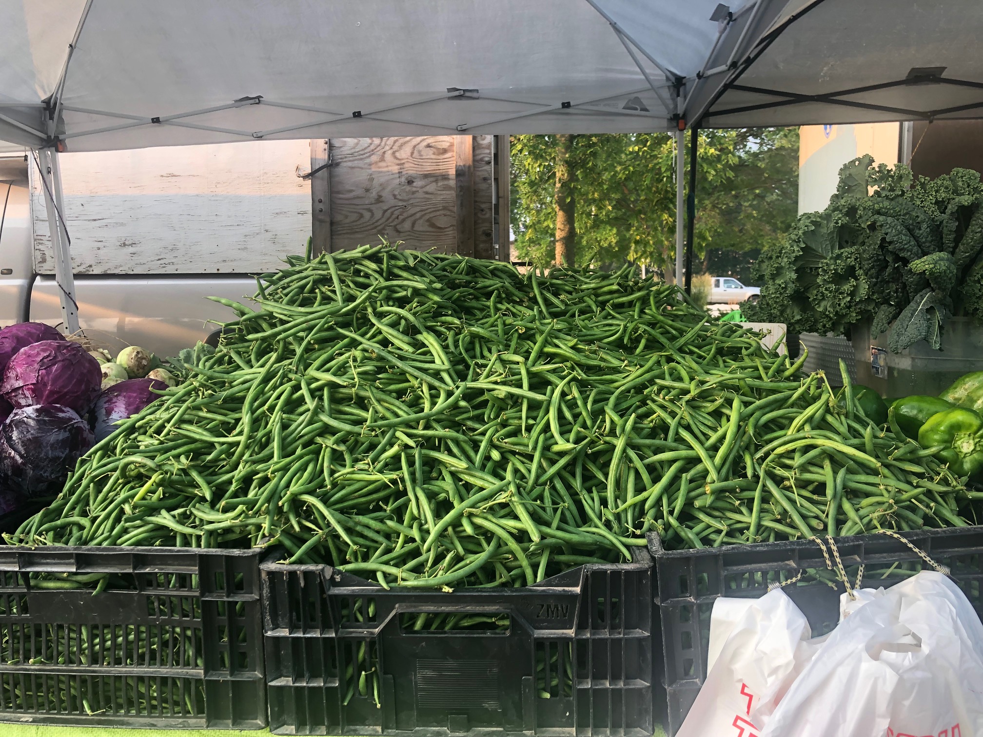 In two giant black plastic containers, a mountain of fresh green beans sits waiting to be sold at the farmers' market. Photo by Alyssa Buckley.