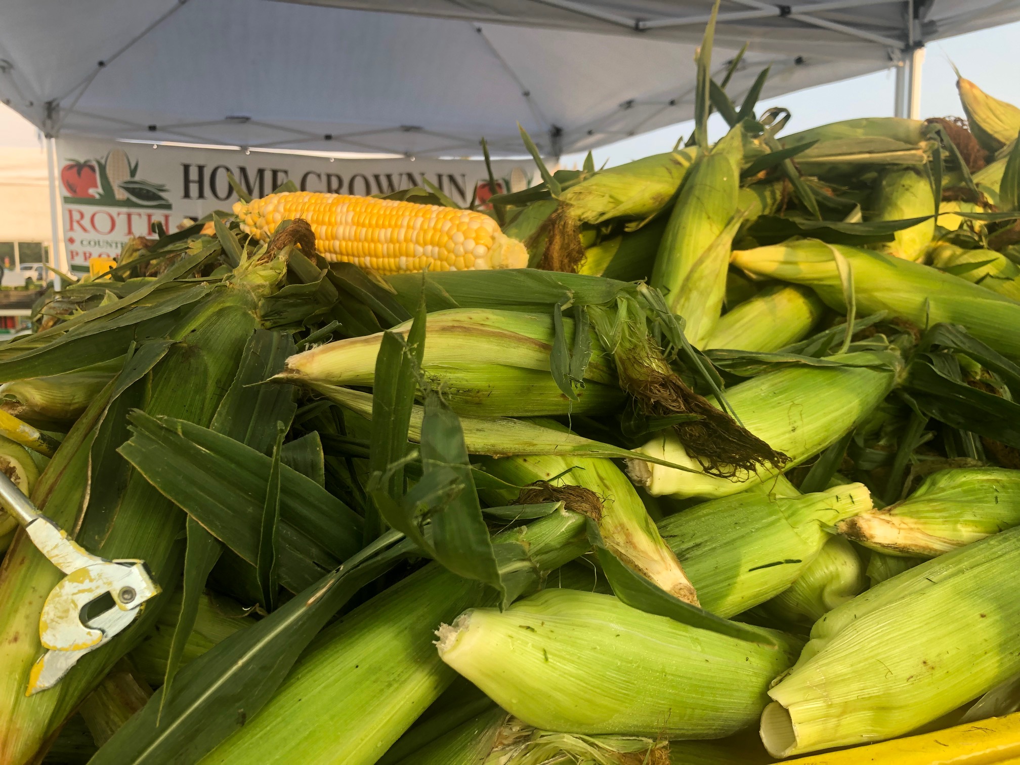 A pile of corn on the cob with the shuck on fill the frame of the photo. Photo by Alyssa Buckley.