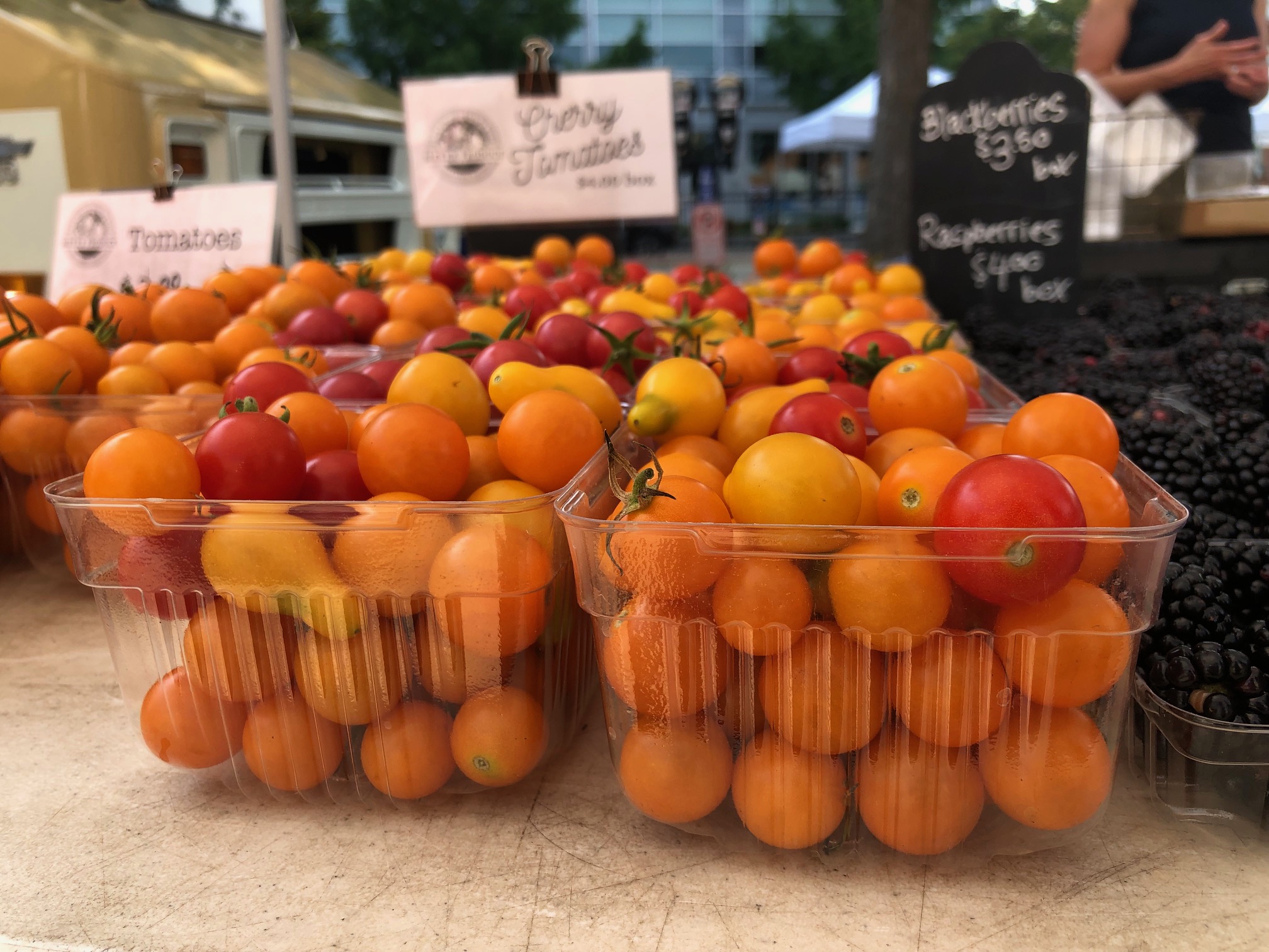 Many square, clear plastic containers contain cherry tomatoes of orange and red colors. Photo by Alyssa Buckley.