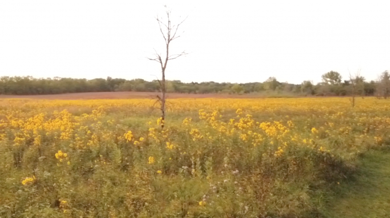 wild flowers in a prairie 