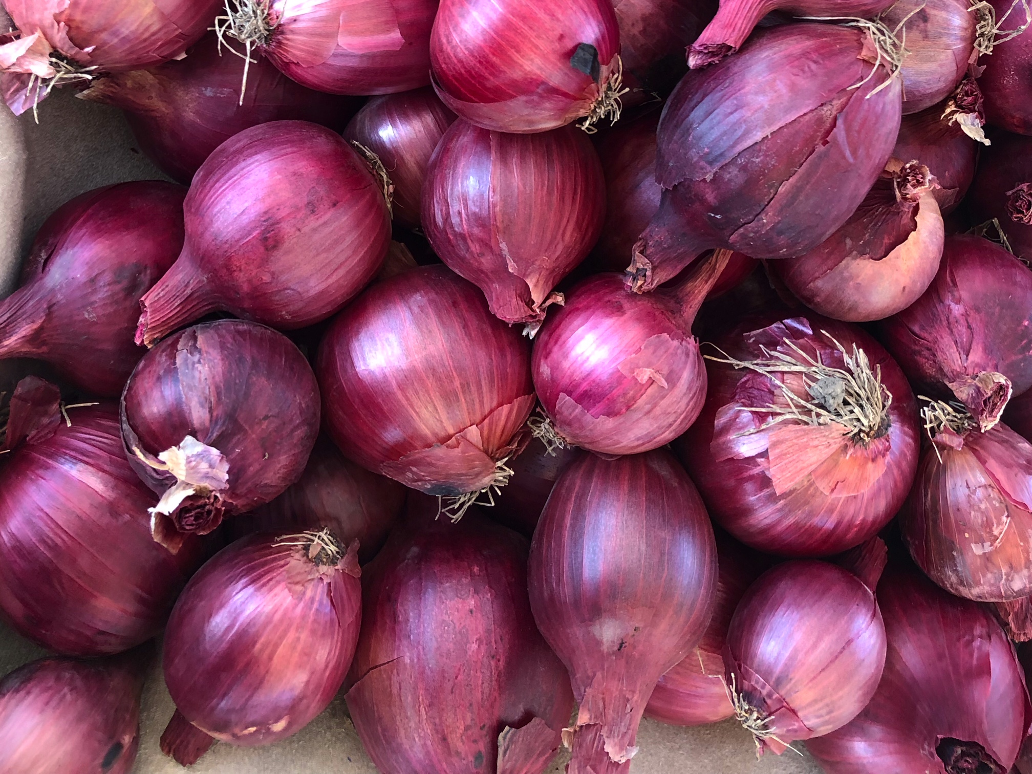 A box of bright purple red onions are seen from above at the farmers' market.  Photo by Alyssa Buckley.