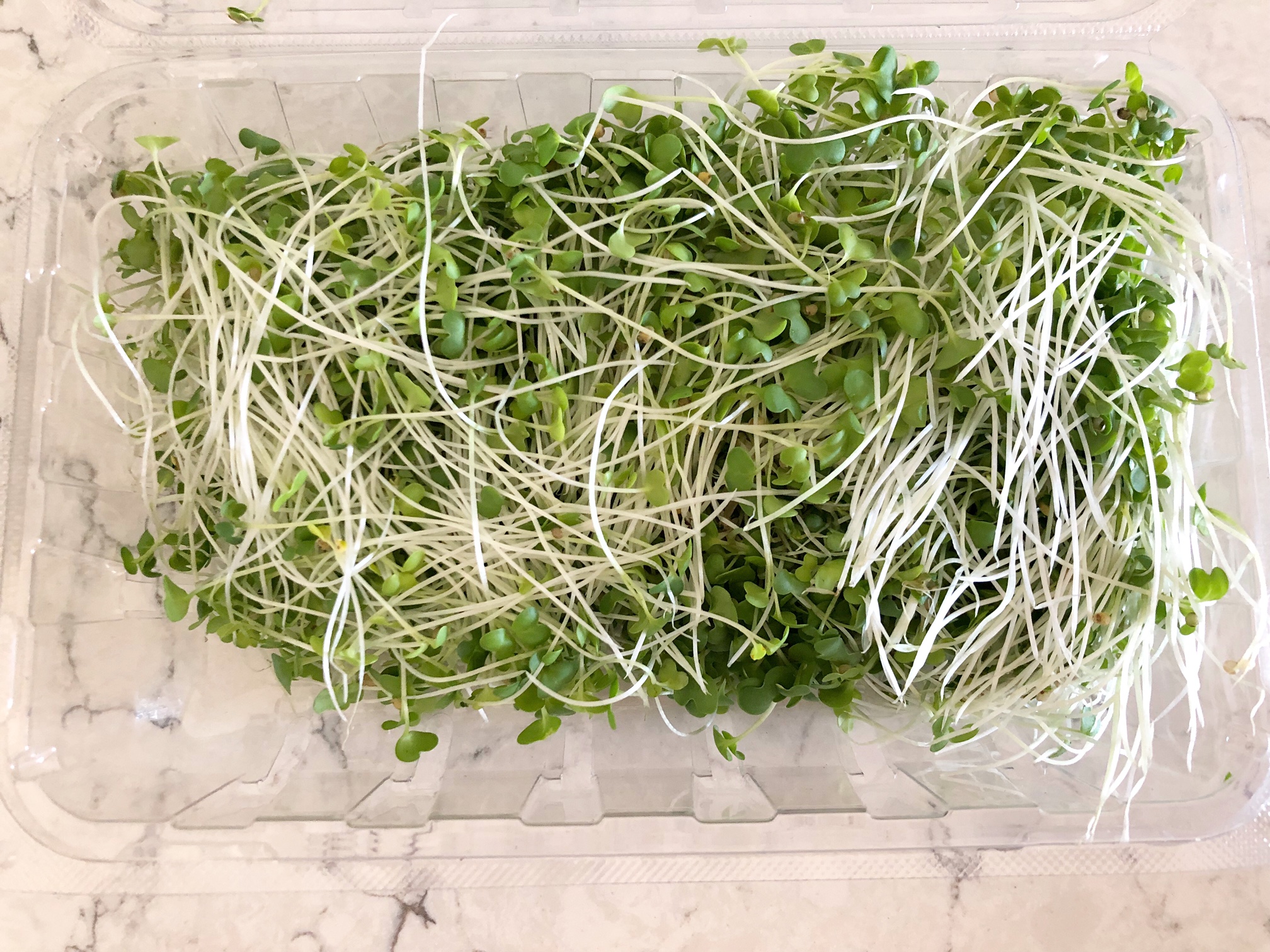 On a white counter, there is an opened plastic container of microgreens with little green tops and long, skinny white ends. Photo by Alyssa Buckley.