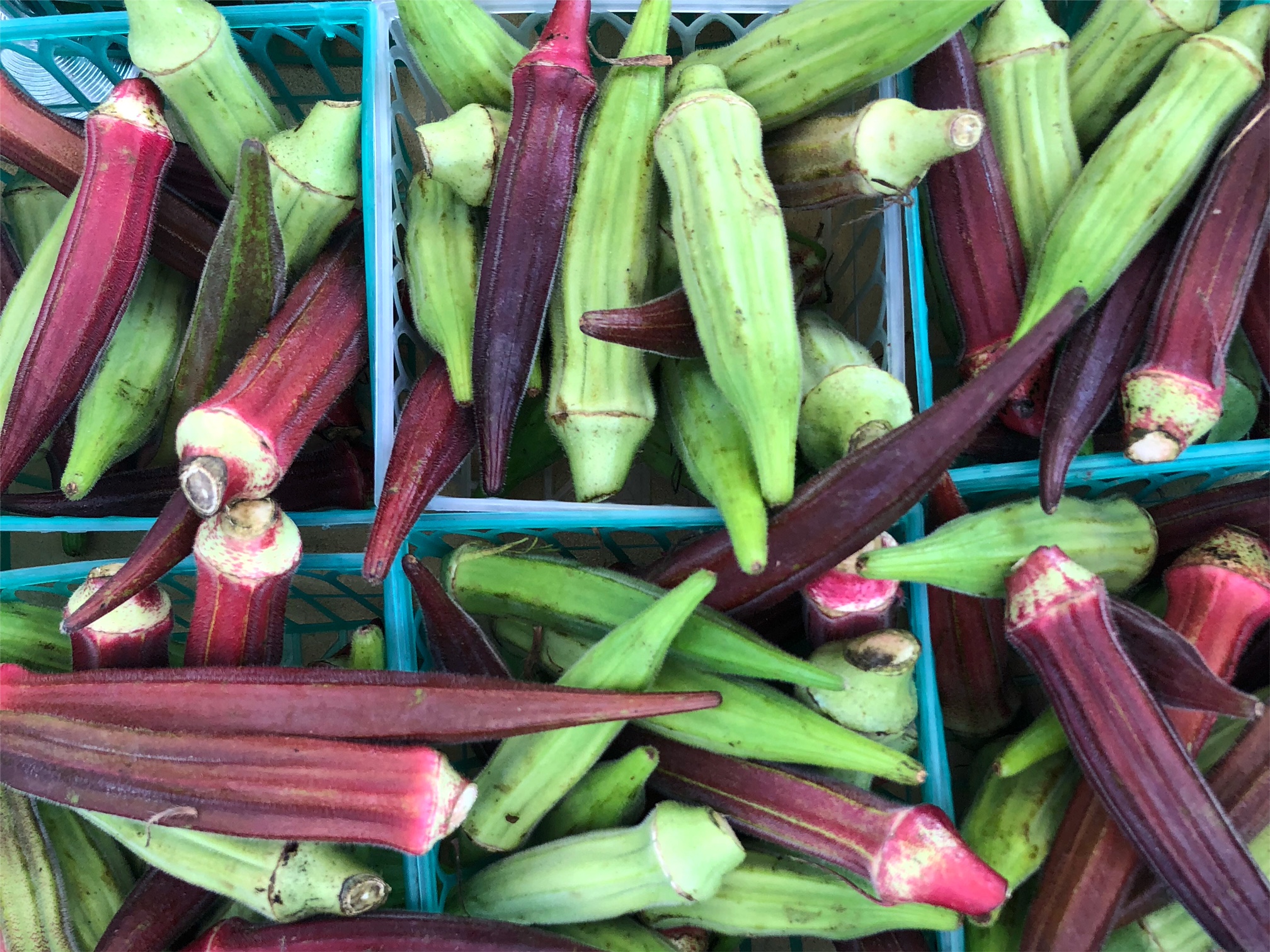 An above photo shows small square baskets of okra in green and purple.  Photo by Alyssa Buckley.