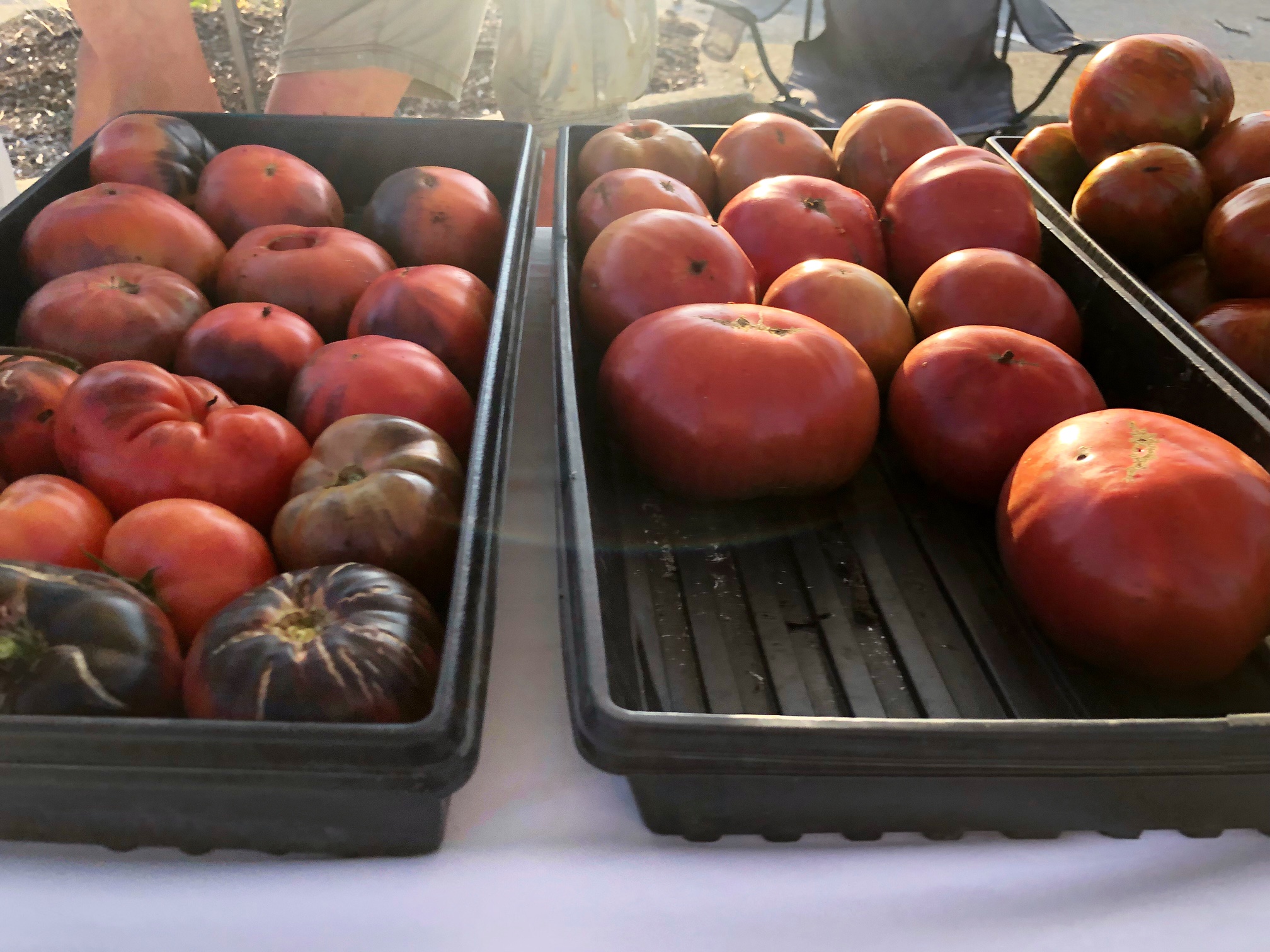 On a white tablecloth, two large, black trays are filled with heirloom tomatoes for sale in the morning light of the Urbana Market in the Square. Photo by Alyssa Buckley.