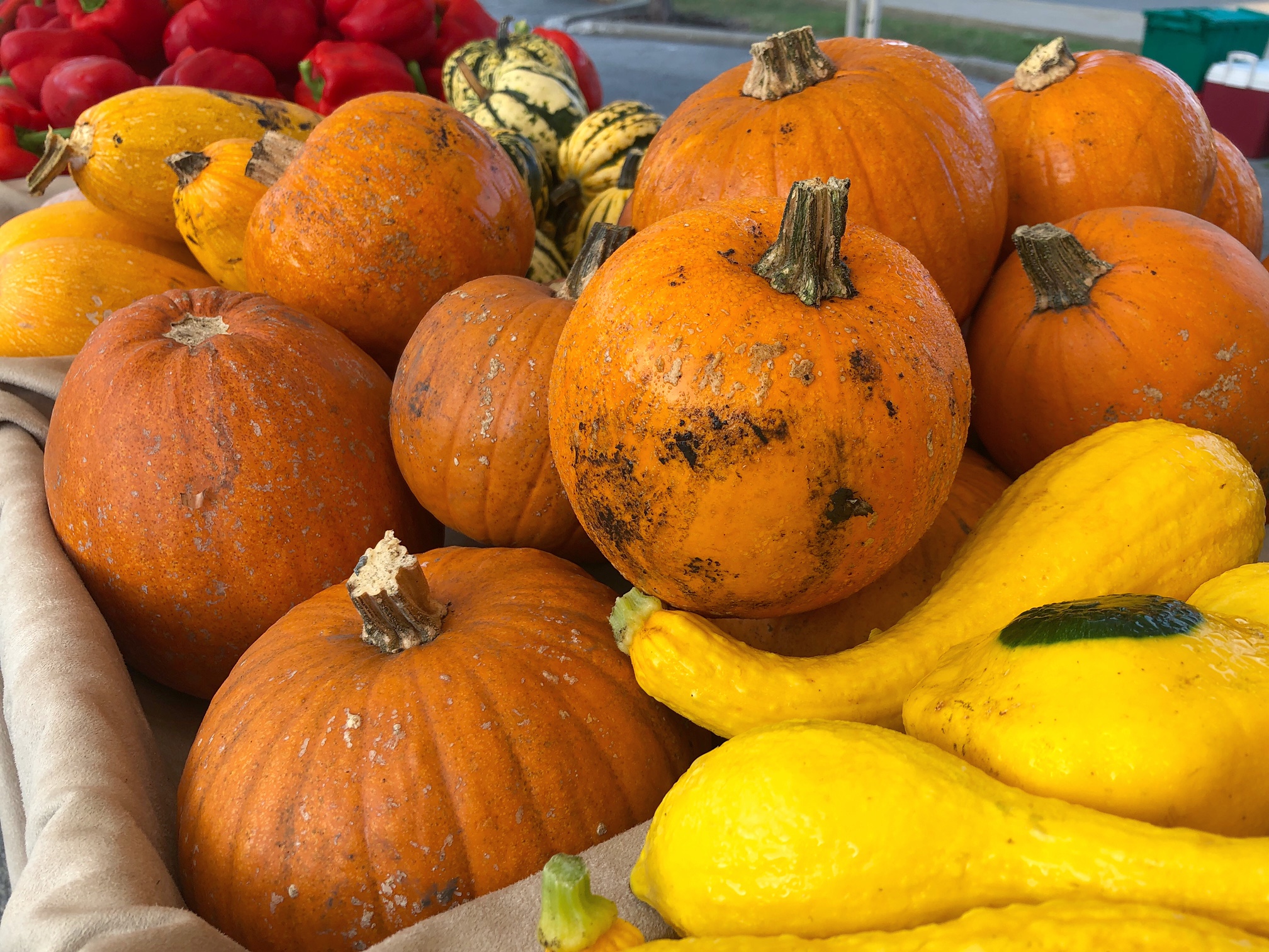 Pumpkins with a bit of dirt on them are waiting to be bought at the market beside yellow squash. Photo by Alyssa Buckley.