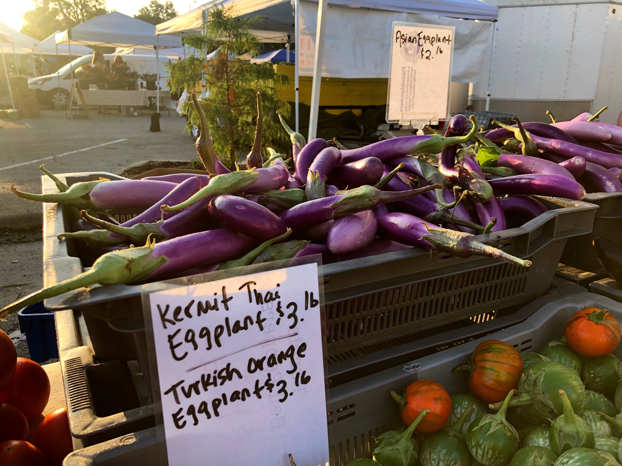 Skinny, purple Kermit Thai eggplants are in a gray basket to be sold at the Urbana Market in the Square. The morning light is coming through on the top left of the photo. Photo by Alyssa Buckley.