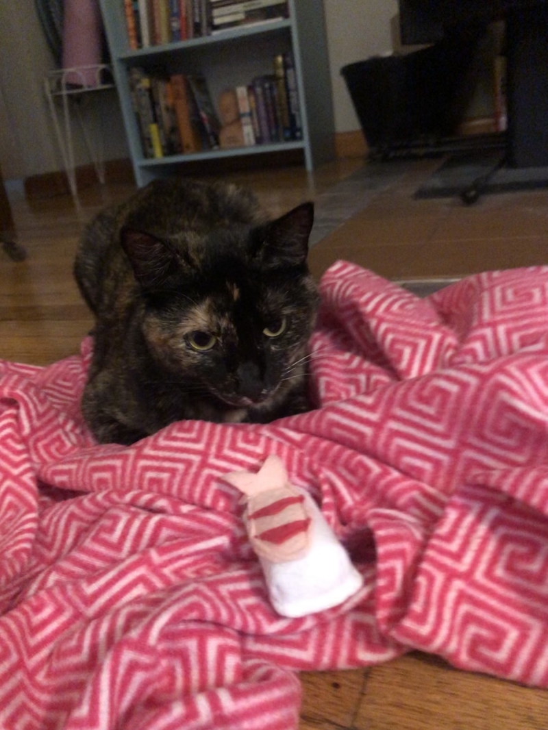 The authorâ€™s tortoiseshell kitten stares threateningly at one of Kobakâ€™s â€œFabriCATâ€ sushi toys (white and pink), laying on a hot pink blanket. Photo by Dani Nutting.