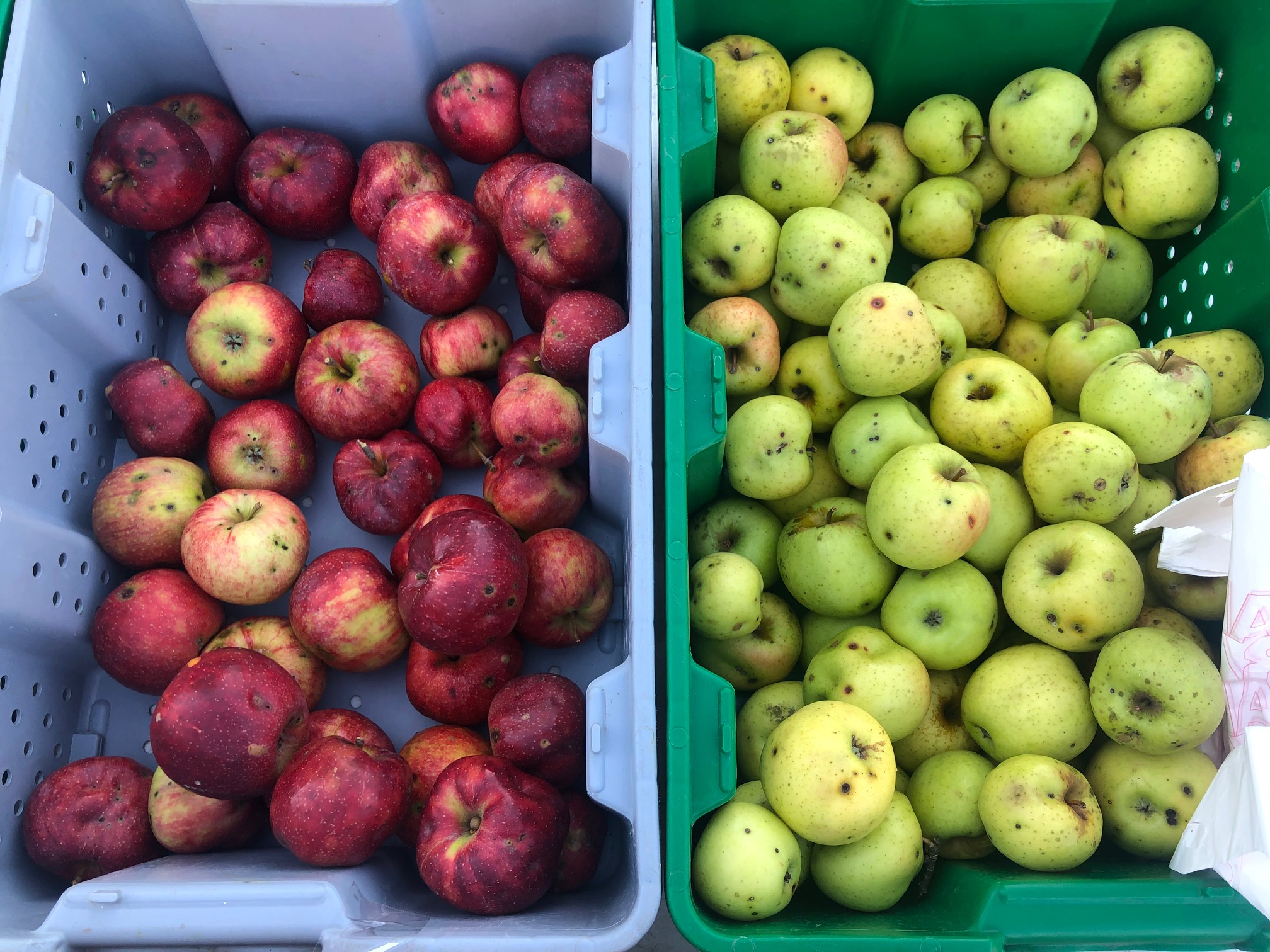 In plastic containers, red apples are on the left side and yellow apples dotted with marks are seen from above. Photo by Alyssa Buckley.