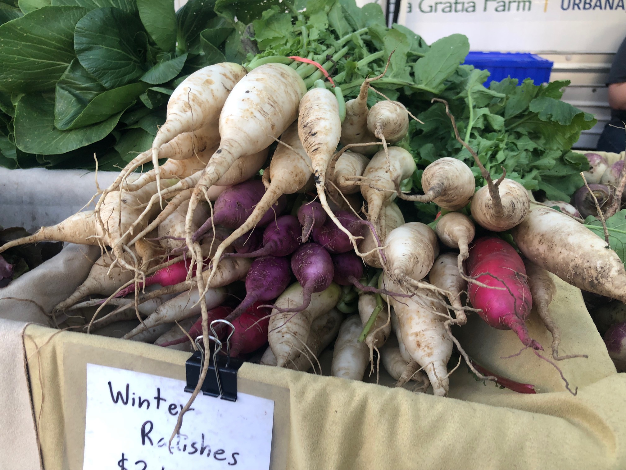 On a farm stand lined with burlap, there are winter radishes in both white and purple color with long, skinny roots with a bit of dirt. Photo by Alyssa Buckley.
