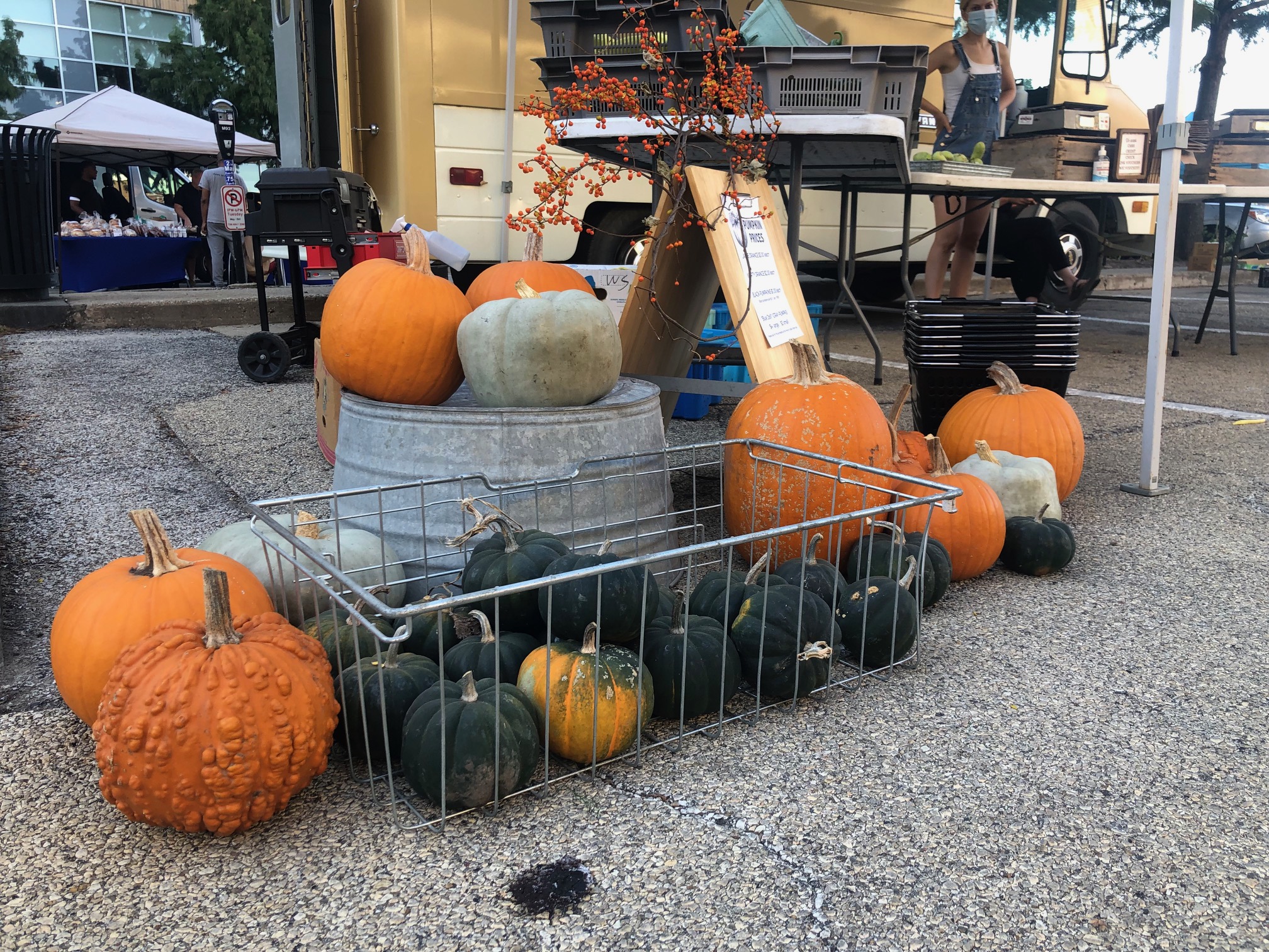 On the parking lot ground, there are large orange pumpkins beside a wire basket with smaller green pumpkins at the Champaign farmers' market. Photo by Alyssa Buckley.