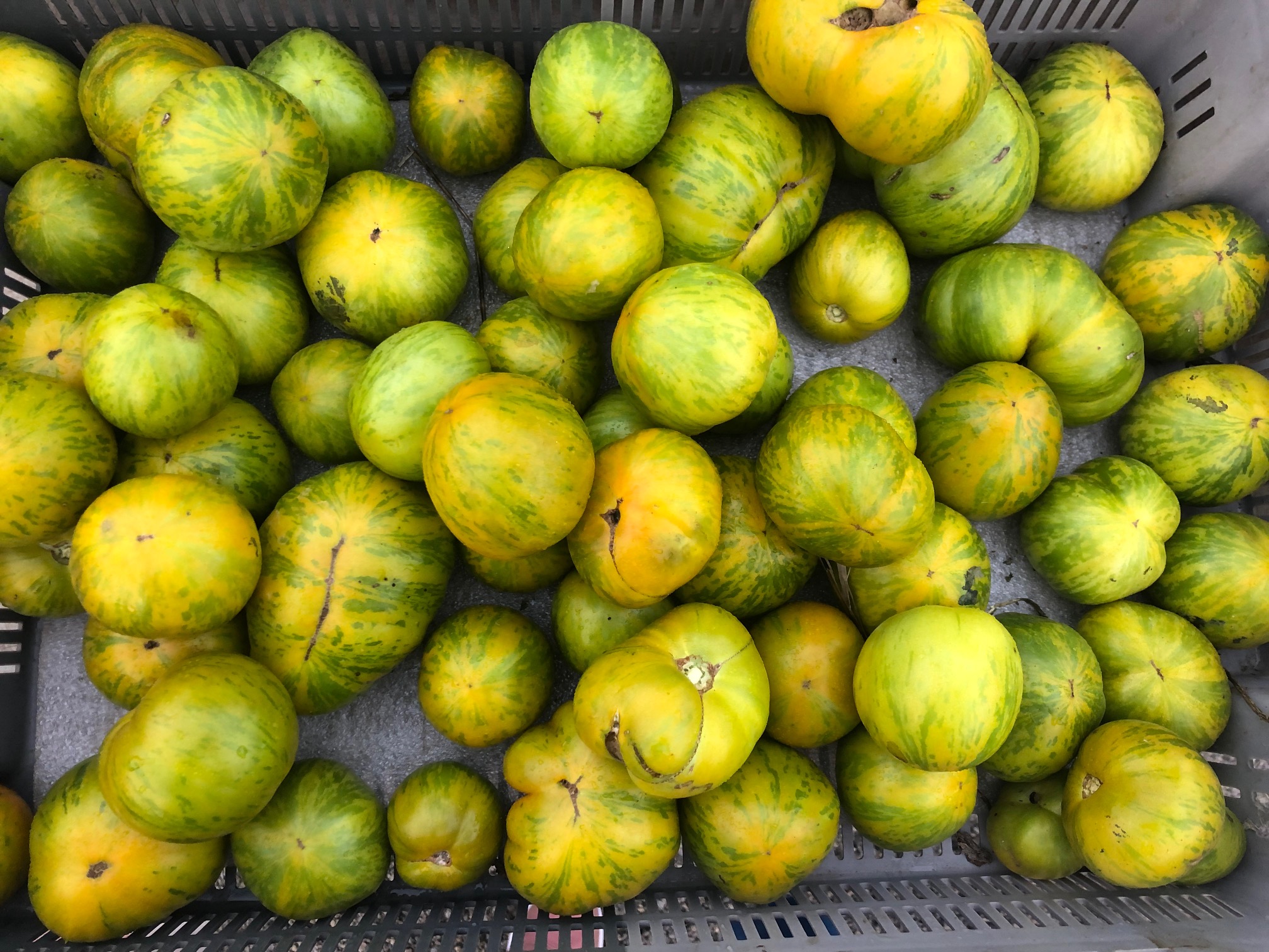 In a gray basket, there are many light green streaked tomatoes. Photo by Alyssa Buckley.
