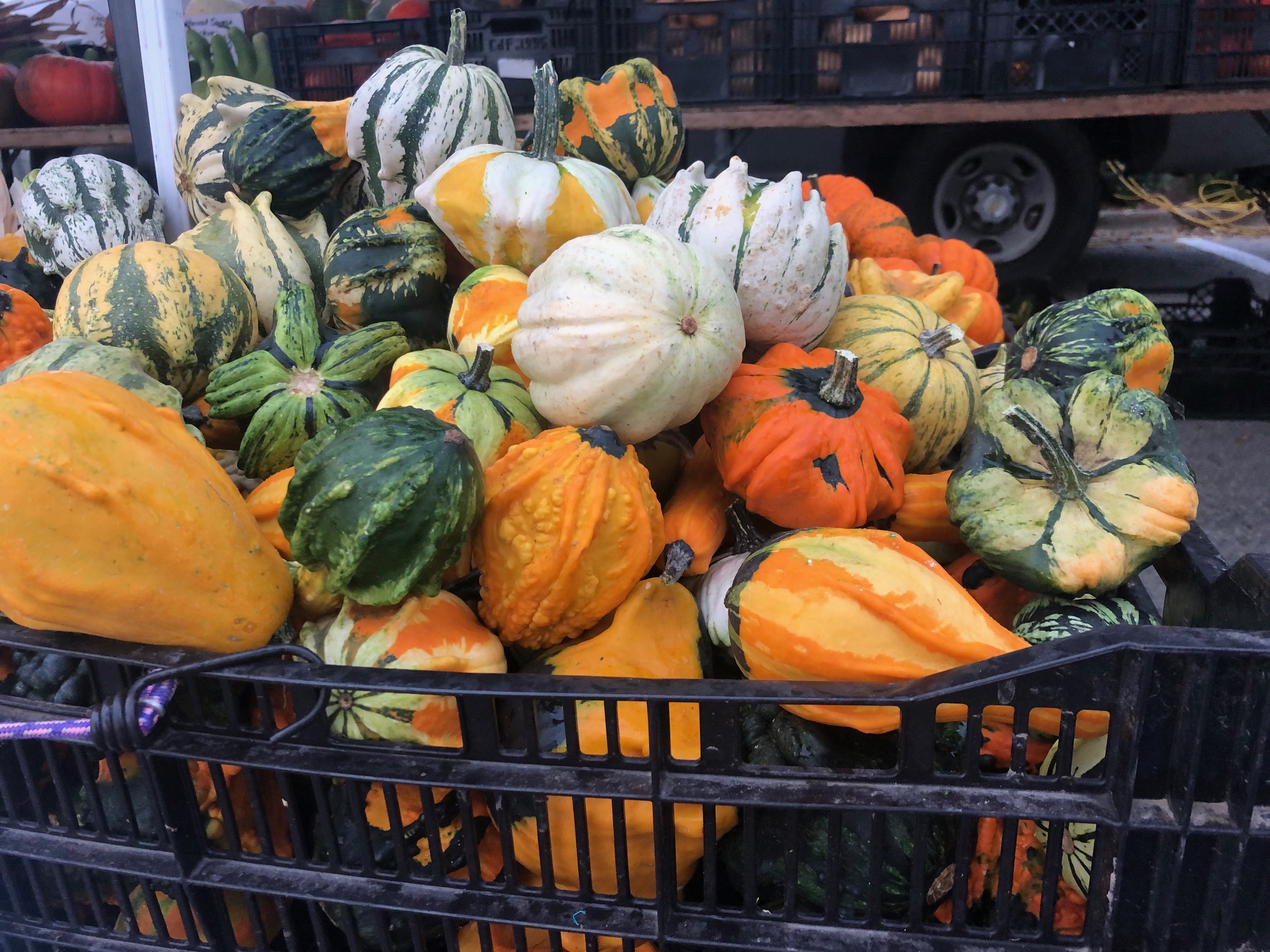 A black basket is overflowing with small pumpkins of orange, white, and green colors. Photo by Alyssa Buckley.