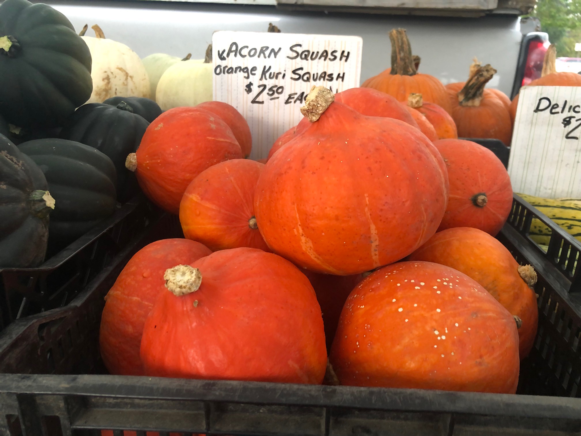 In a black plastic basket, there are many pumpkins beside dark green acorn squash. There is a handwritten sign with the price above. Photo by Alyssa Buckley.