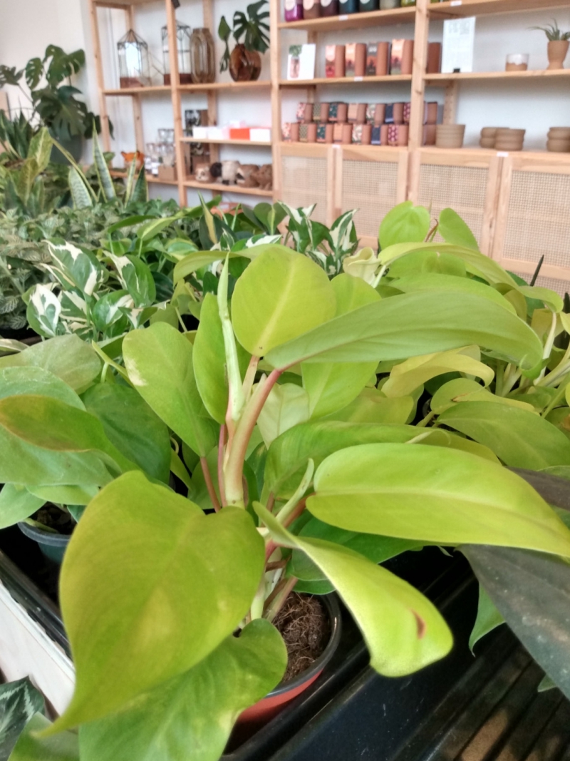  A view of some of the plants sold in Plantify, with a philodendron in focus. The leaves are bright green with hints of yellow, and the stalk is bright green with traces of maroon. Other plants with darker green leaves are also shown, with some having spots of white. In the background, there are wooden shelves housing other products including terrariums, brown pots, and kits to create a biome. Photo by Michael Oâ€™Boyle.