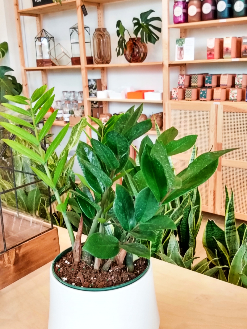 A ZZ plant displayed on a wooden table in Plantify. The leaves closest to the camera show the dark green topsides with small white flecks. On a stem leaning away from the camera, the light green undersides of the leaves are visible. There is a glass terrarium to the left and row of snake plants, whose leaves are striped with greens of varying darkness and have a light green border, behind the ZZ. In the background, there are wooden shelves housing other products including terrariums, brown pots, and kits to create a biome. Photo by Michael Oâ€™Boyle.