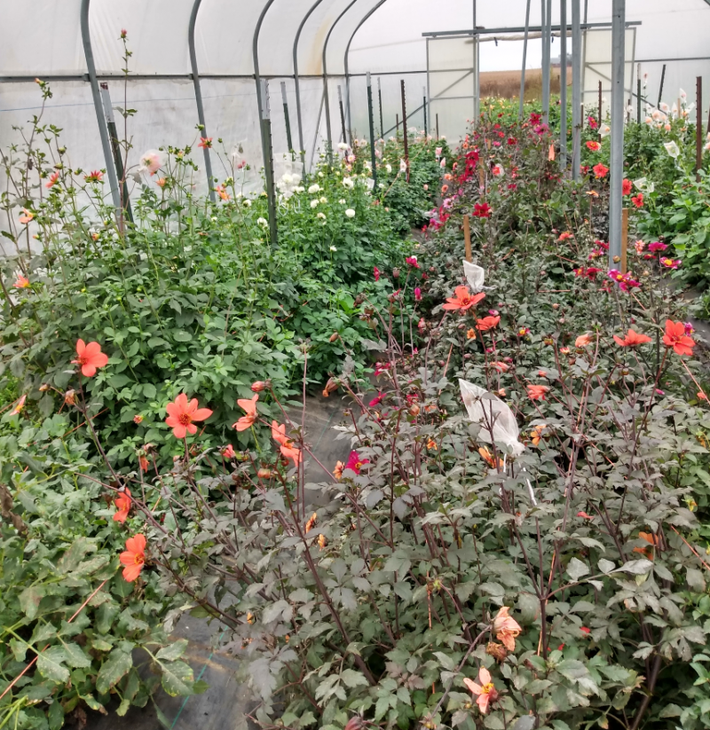 Rows of flowering plants in raised berms inside the Dahlia House. Pale red-orange flowers are in the foreground with white dahlias in the background. Some flowers have mesh bags placed over them to protect them from insects. Metal posts holding up the structure can be seen, and the back entrance is opened to tan farmland. Photo by Michael Oâ€™Boyle.