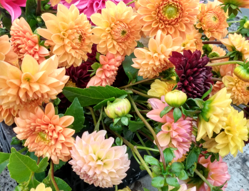 A close-up of a bouquet of harvested dahlia flowers. Light pink, apricot, yellow, lavender, and burgundy blossoms are visible. A few unopened buds and green leaves can also be seen. Photo by Michael O'Boyle.