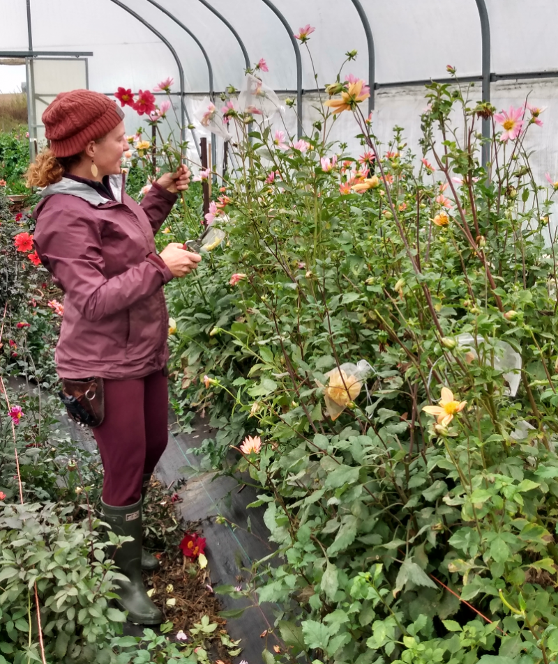 Maggie Taylor stands amongst the flowers in the greenhouse. She is wearing a reddish-pink stocking cap, mauve jacket, and maroon sweatpants tucked into green rainboots. She is cutting flower stems from plants. Photo by Michael O'Boyle.