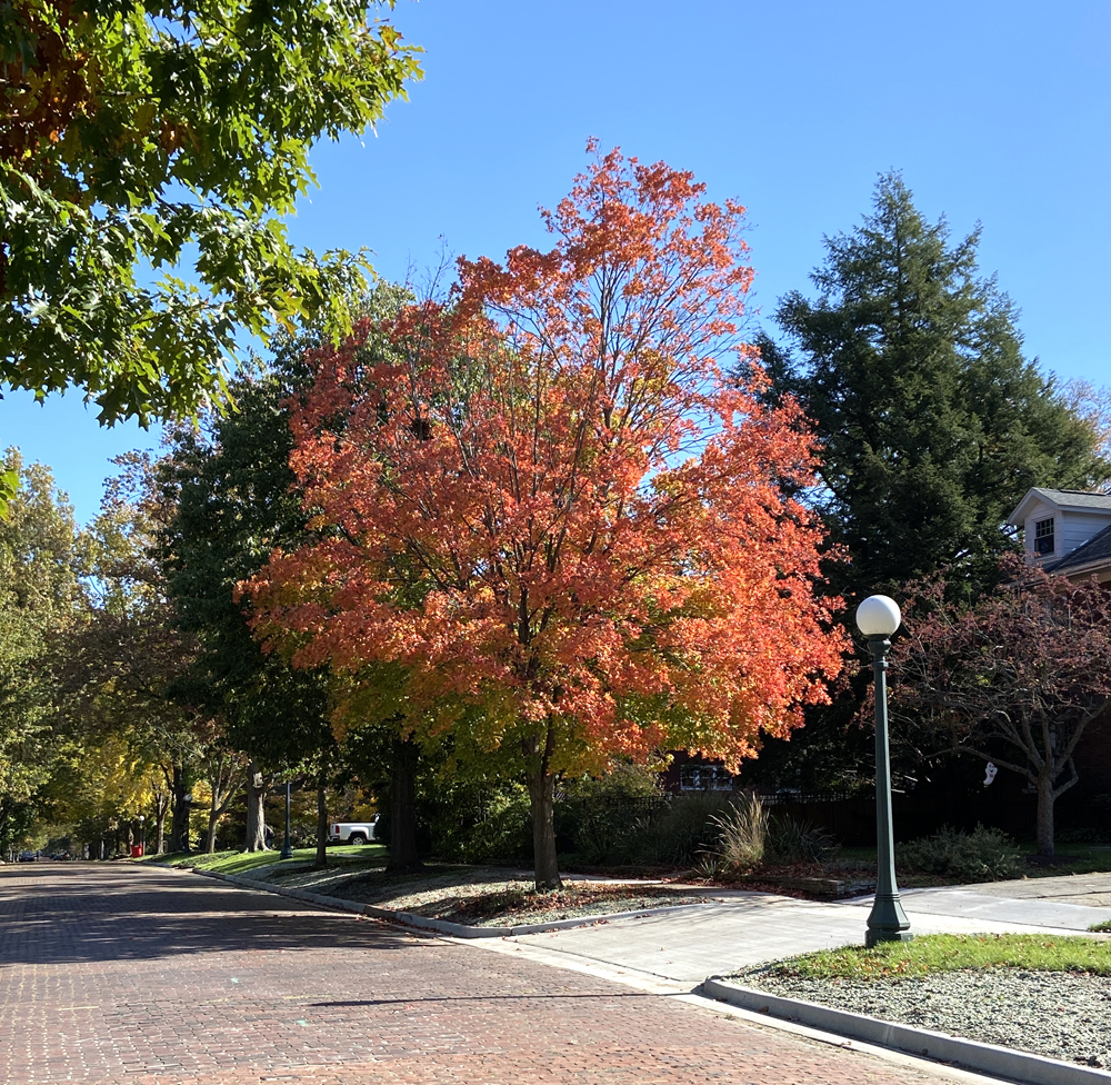 Tree with changing leaves along a brick-lined street. The leaves are yellow and red. There are green-leafed trees in the background. Photo by Jessica Hammie. 