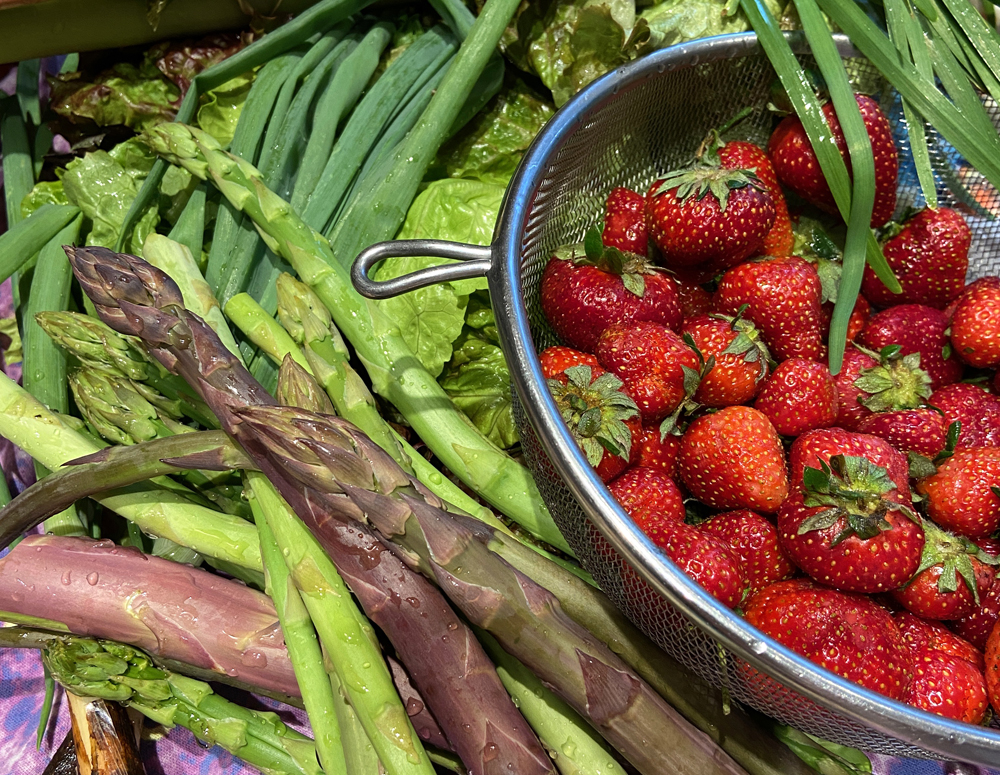 A close up image of a bounty of CSA produce fills the image. On the left, there are asparagus stalks, and in a metal strainer on the right, there are Illinois-grown strawberries. Photo by Jessica Hammie.