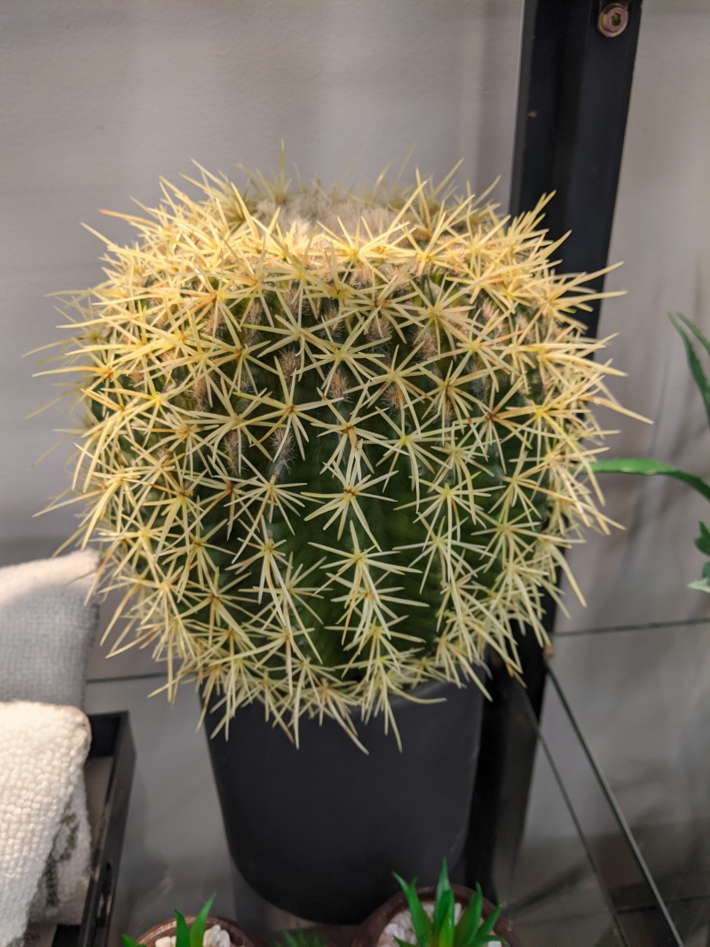 A green cactus with yellowish spikes all over it. It's potted in a dark gray container, and sitting on a table. Photo by Tom Ackerman.