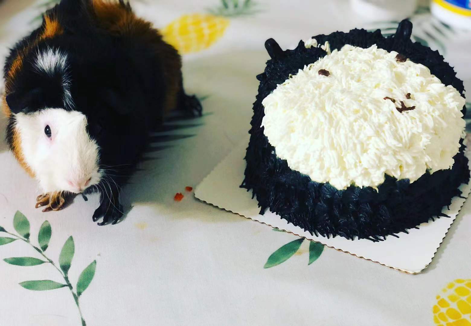 On a floral tablecloth, there is a small black and white guinea pig beside a guinea pig cake with dark black frosting and a white frosting face. Photo by Xiaohui Zhang.