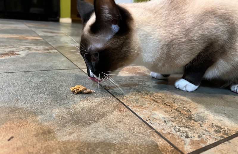 A cat with black facial markings and white with grayish undertone fur and white paws is crouched low on the floor, hovering over a treat. Her pink tongue is sticking out. Photo by Julie McClure.
