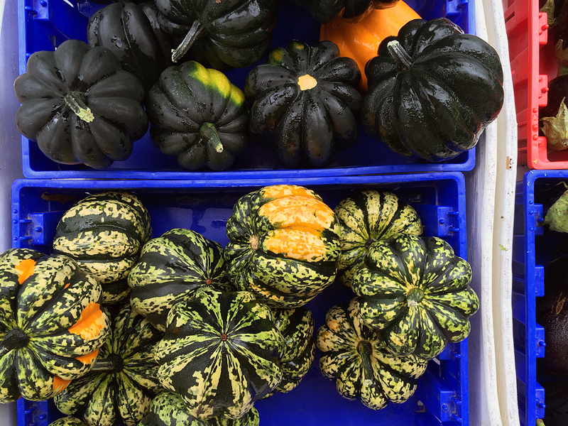 Acorn and other winter squash in big, blue, plastic crates. Photo by Jessica Hammie. 