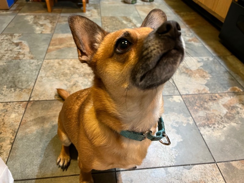 A small, brownish-colored dog is sitting on his hind quarters, with his face pointed up. He has a turquoise blue collar. Photo by Julie McClure.