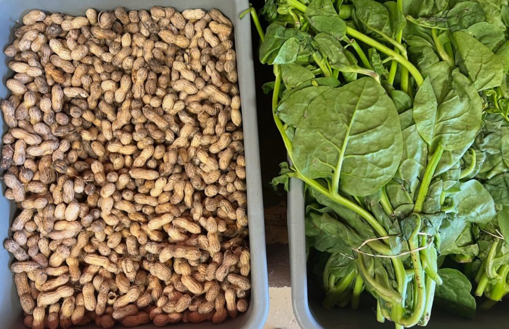 Two gray plastic bins, on the left with shelled peanuts, and the right with fresh bunches of spinach.