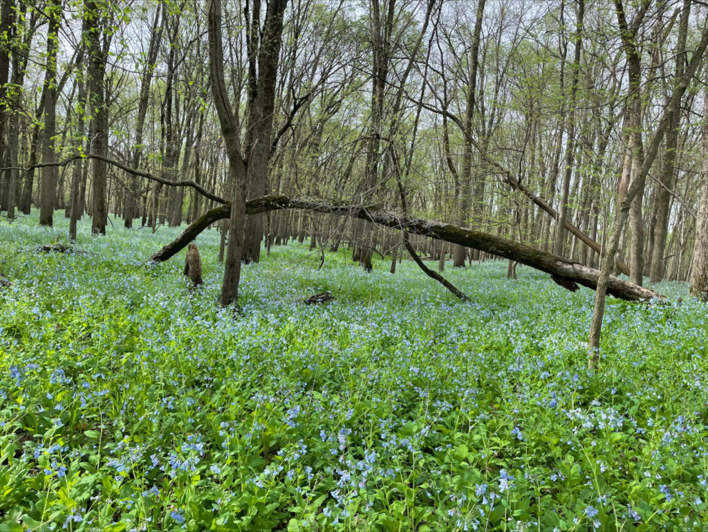 A large clearing of bluebells among trees. There is a fallen tree across the center of the image. The bluebells are green leaves with blue flowers.